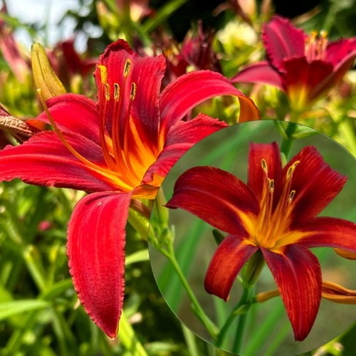 Hemerocallis 'Sammy Russell' - Päevaliilia 'Sammy Russell' P9/0,55L    